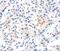 Myostatin antibody, MBS2528829, MyBioSource, Immunohistochemistry paraffin image 