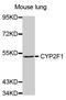 Cytochrome P450 Family 2 Subfamily F Member 1 antibody, MBS128749, MyBioSource, Western Blot image 