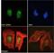 GATA Binding Protein 1 antibody, LS-C54899, Lifespan Biosciences, Immunofluorescence image 