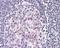 NFKB Inhibitor Beta antibody, 49-456, ProSci, Immunohistochemistry frozen image 