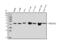 SEC14-like protein 3 antibody, A14501-1, Boster Biological Technology, Western Blot image 
