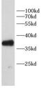 Gremlin 1, DAN Family BMP Antagonist antibody, FNab10411, FineTest, Western Blot image 