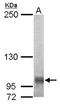 EGF Like, Fibronectin Type III And Laminin G Domains antibody, NBP2-14941, Novus Biologicals, Western Blot image 