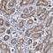 Zinc Finger Protein 419 antibody, PA5-51881, Invitrogen Antibodies, Immunohistochemistry frozen image 