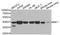 Interferon regulatory factor 1 antibody, A7692, ABclonal Technology, Western Blot image 