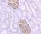NPHS2 Stomatin Family Member, Podocin antibody, NBP2-75624, Novus Biologicals, Immunohistochemistry paraffin image 