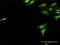 Ubiquitin Conjugating Enzyme E2 G2 antibody, H00007327-D01P, Novus Biologicals, Immunofluorescence image 