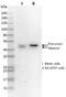 Nucleoredoxin antibody, 16128-1-AP, Proteintech Group, Western Blot image 