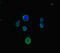 Leucine Rich Repeats And Calponin Homology Domain Containing 1 antibody, CSB-PA897471LA01HU, Cusabio, Immunofluorescence image 