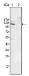 Htk antibody, AM06241SU-N, Origene, Western Blot image 