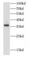 Calcium signal-modulating cyclophilin ligand antibody, FNab01240, FineTest, Western Blot image 