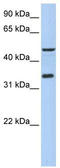 Phosphoinositide-binding protein PIP3-E antibody, TA339329, Origene, Western Blot image 