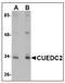 CUE Domain Containing 2 antibody, AP22985PU-N, Origene, Western Blot image 