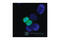 Histone H3 antibody, 9708S, Cell Signaling Technology, Immunofluorescence image 
