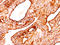Keratin, type II cytoskeletal 8 antibody, AM50128PU-S, Origene, Immunohistochemistry frozen image 