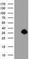 ERCC Excision Repair 1, Endonuclease Non-Catalytic Subunit antibody, CF501776, Origene, Western Blot image 