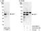 Lymphoid Enhancer Binding Factor 1 antibody, A303-487A, Bethyl Labs, Immunoprecipitation image 
