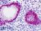 p21 antibody, LS-B9242, Lifespan Biosciences, Immunohistochemistry frozen image 