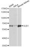 Galactosidase Beta 1 antibody, A1863, ABclonal Technology, Western Blot image 