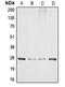 DNA Damage Inducible Transcript 3 antibody, LS-C352113, Lifespan Biosciences, Western Blot image 