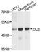 Zic Family Member 3 antibody, STJ111714, St John
