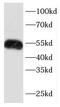Keratin 7 antibody, FNab02217, FineTest, Western Blot image 
