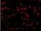 OTU Deubiquitinase 4 antibody, NBP1-77003, Novus Biologicals, Immunofluorescence image 
