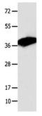 COP9 Signalosome Subunit 5 antibody, orb107406, Biorbyt, Western Blot image 