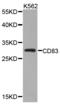 CD83 Molecule antibody, LS-C331845, Lifespan Biosciences, Western Blot image 