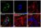 His tag antibody, MA1-21315-D488, Invitrogen Antibodies, Immunofluorescence image 