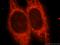 Potassium Voltage-Gated Channel Subfamily J Member 11 antibody, 16920-1-AP, Proteintech Group, Immunofluorescence image 