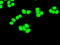 Cyclin Dependent Kinase 5 antibody, GTX84696, GeneTex, Immunofluorescence image 