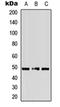 Adrenoceptor Alpha 2A antibody, orb235001, Biorbyt, Western Blot image 