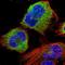 STK38L antibody, HPA051324, Atlas Antibodies, Immunocytochemistry image 