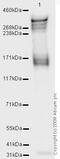 Nestin antibody, ab11306, Abcam, Western Blot image 