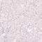 SprT-Like N-Terminal Domain antibody, HPA025073, Atlas Antibodies, Immunohistochemistry frozen image 