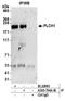 Phospholipase C Eta 1 antibody, A305-704A-M, Bethyl Labs, Immunoprecipitation image 