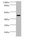 Interleukin enhancer-binding factor 2 antibody, A52712-100, Epigentek, Western Blot image 