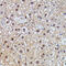 Immunoglobulin Mu DNA Binding Protein 2 antibody, 16-402, ProSci, Immunohistochemistry paraffin image 
