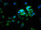 ATPase H+ Transporting V1 Subunit E2 antibody, LS-C378313, Lifespan Biosciences, Immunofluorescence image 
