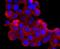 Neutrophil gelatinase-associated lipocalin antibody, A00452-1, Boster Biological Technology, Immunocytochemistry image 