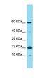 Mast cell antigen 32 antibody, orb326893, Biorbyt, Western Blot image 