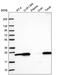 Nurim antibody, PA5-67247, Invitrogen Antibodies, Western Blot image 