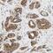 Mitochondrial Intermediate Peptidase antibody, FNab05195, FineTest, Immunohistochemistry frozen image 