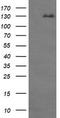CD163 antibody, TA506391BM, Origene, Western Blot image 