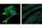 Desmin antibody, 5332S, Cell Signaling Technology, Immunofluorescence image 