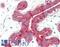 Keratin 18 antibody, LS-B11232, Lifespan Biosciences, Immunohistochemistry paraffin image 