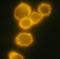 CD34 antibody, SM3018R, Origene, Immunofluorescence image 