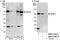 SUMO Specific Peptidase 3 antibody, NBP1-71894, Novus Biologicals, Western Blot image 