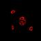Fission, Mitochondrial 1 antibody, orb340981, Biorbyt, Immunofluorescence image 